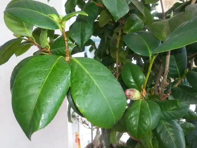 茶花叶子发黄,喷什. 2010-06-19 盆栽山茶花干叶是怎么会亊?