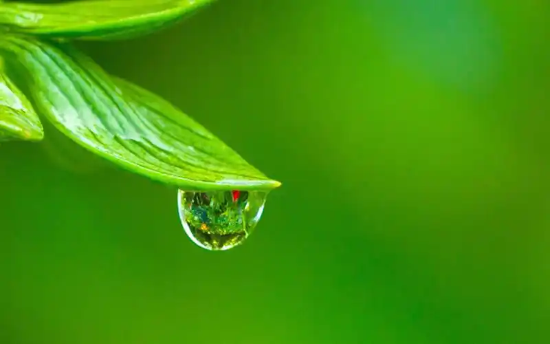 高清护眼绿色植物图片电脑壁纸