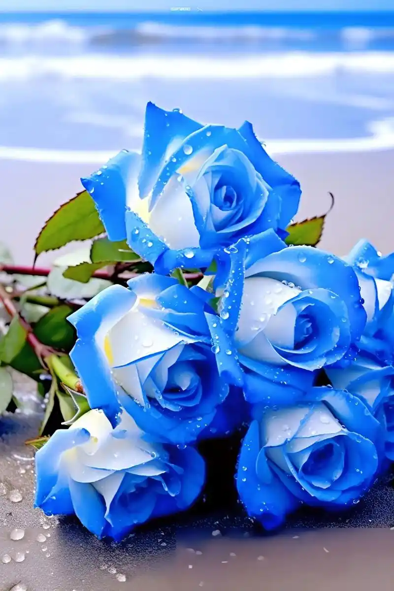 蓝白双色玫瑰的花语是"永恒的爱与忠诚".这么漂亮玫瑰花分享给 - 抖音