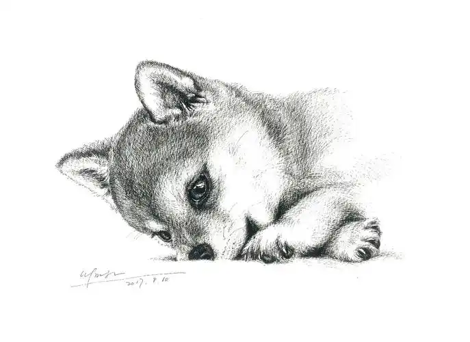 狗狗针管笔素描第三波