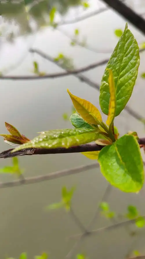 春天里的宁波植物园真美
