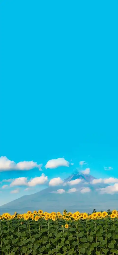 有没有都是向日葵的壁纸呢,让人看了心情超好的? - 知乎