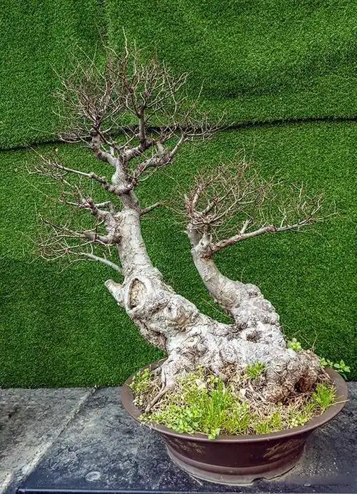 寒冰不能断流水,枯木也会再逢春——早春的盆景欣赏