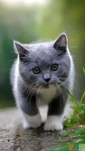 学识网 设计 设计元素 高清壁纸    猫咪是我们身边最常见的萌宠,萌萌