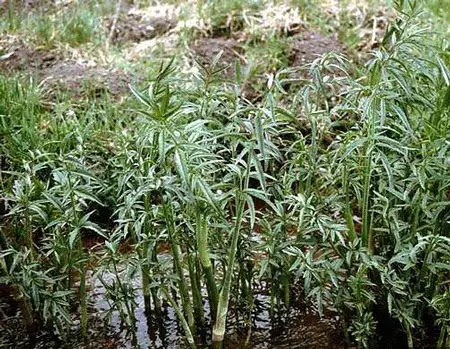 水毒芹cicuta maculata别名:野芹菜,毒人参,芹叶钩吻,斑毒芹分类