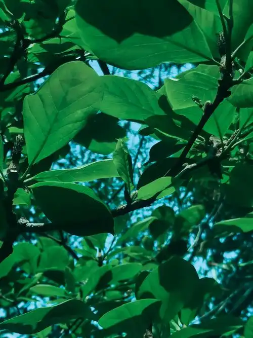 墨绿色调 - 深喜浅爱 - 图虫