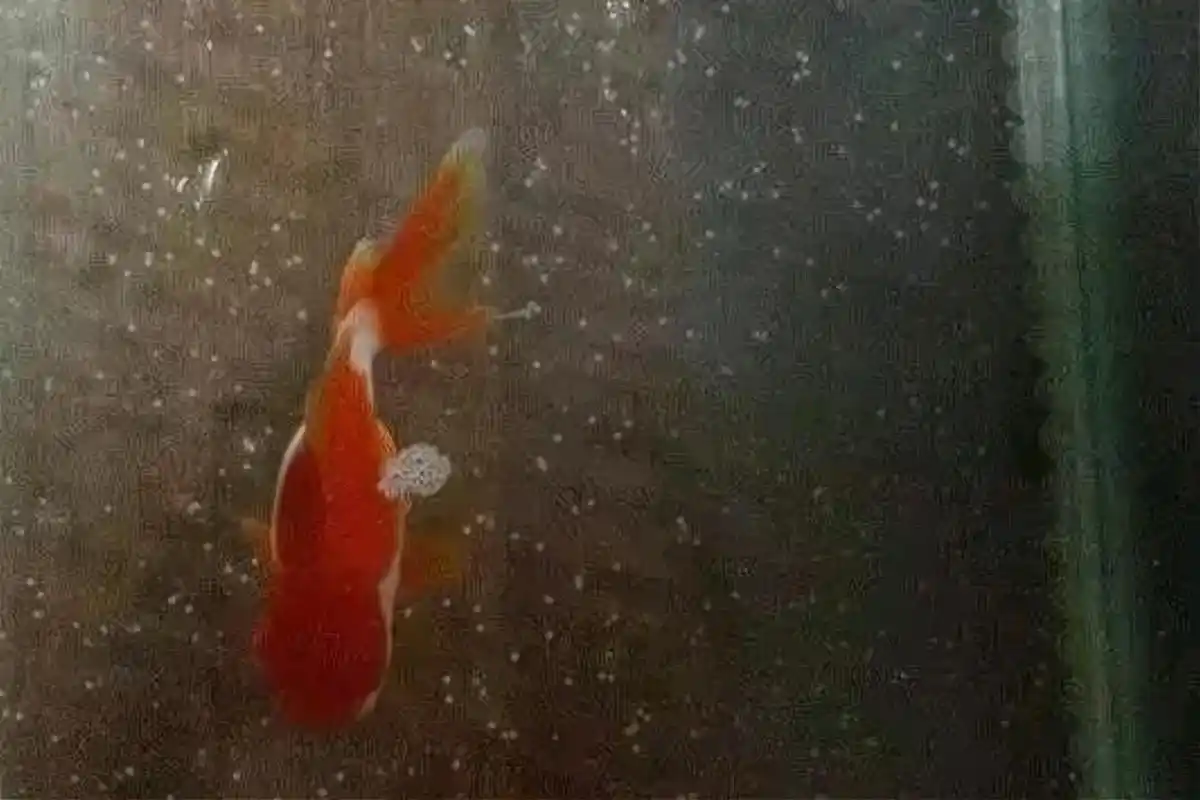 金鱼排卵后,受精卵是什么样子的?孵化需要注意些什么