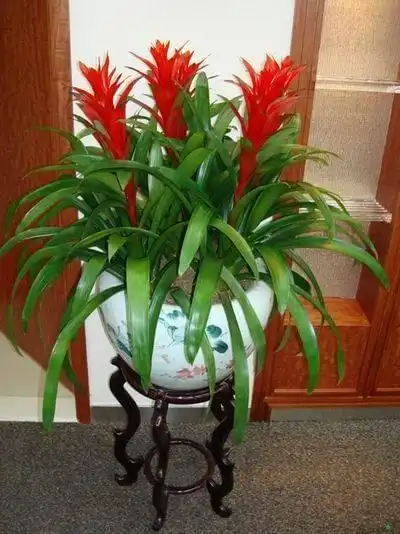 十种旺财又易活的家居植物,旺宅保平安你值得拥有!