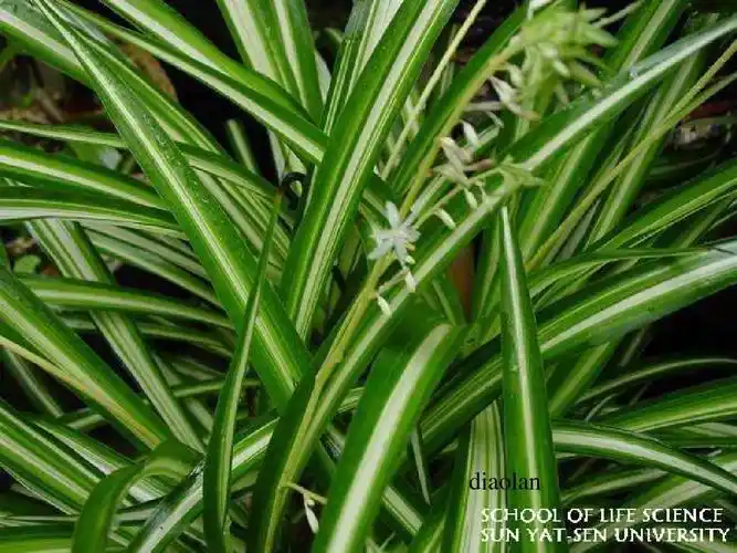 单子叶植物纲(11科)ppt