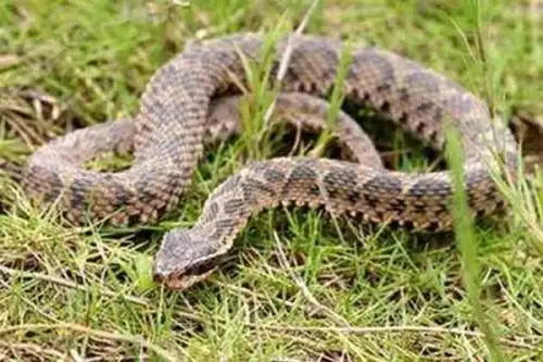 家里进红花蛇有什么预兆(家有红蛇代表什么预兆)_广州物流查询网