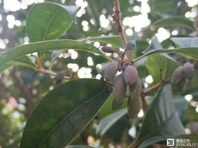 摄影:木犀树的果子