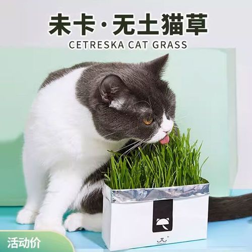 未卡猫草化毛去毛球 无土壤水培调理肠胃燕麦草零食猫咪化毛草