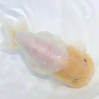 铭心精品兰寿金鱼活体冷水观赏鱼包活玉兔五花纯黑包金红白发财鱼 7