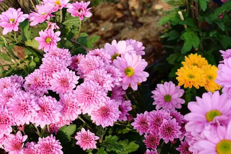 秋天盛开的菊花