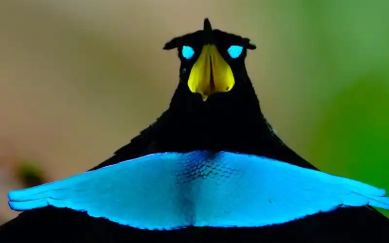 极乐鸟撩妹翻车现场求爱结果不重要跳舞一定要美