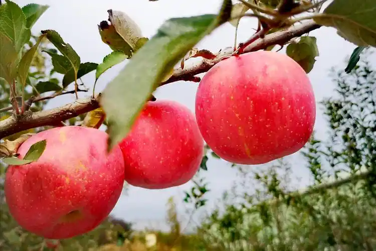 今年,在水果丰收的季节,踏入了广宽天地,体验了丰收的喜悦,手机拍照留