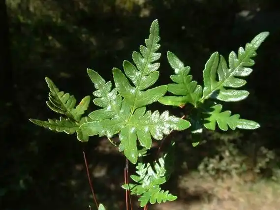 银粉背蕨通经草
