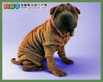 沙皮狗多少钱一只?嘉兴地区?