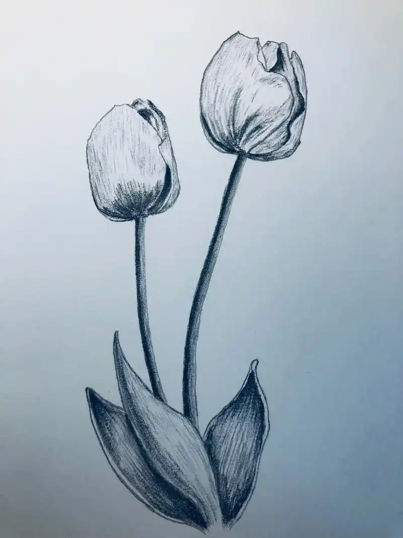 郁金香.#想画就画 #零基础学画画 #手绘 #素描 #每日一 - 抖音