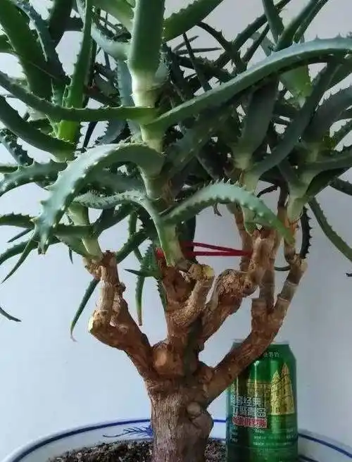 25年的芦荟,长成胳膊粗大老桩,年年开出"吉祥花"!_花友_开花_屋顶