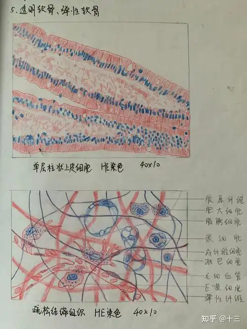 组胚实验红蓝铅笔手绘图