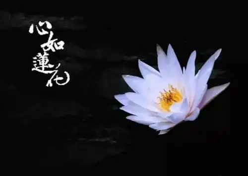佛说,心如莲花,人生才会一路芬芳