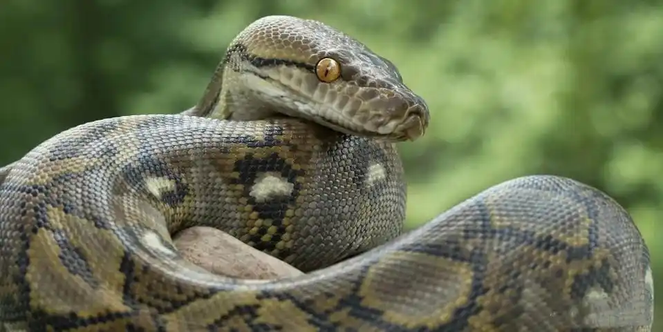 一个印度尼西亚妇女,在查看玉米地的时候,被一条蟒蛇囫囵吞掉了__凤凰