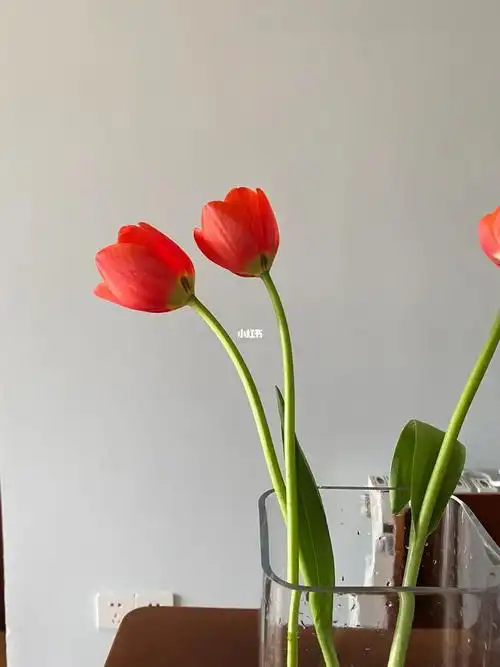 4块钱一支的郁金香买贵了嘛