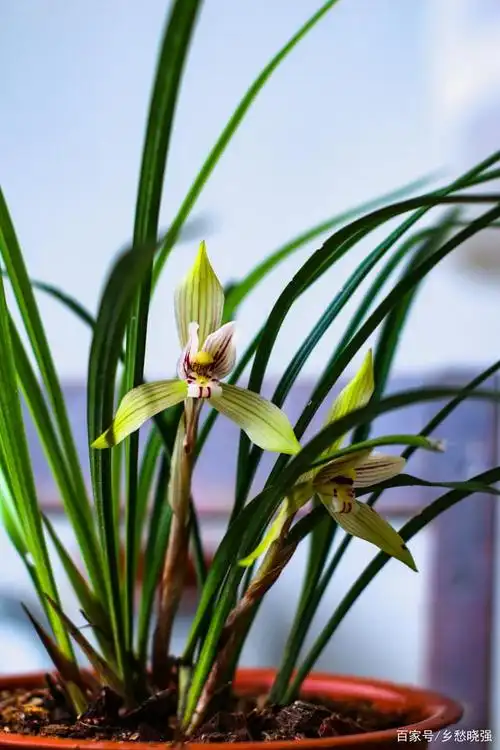 春兰图集大碑瓣超级漂亮