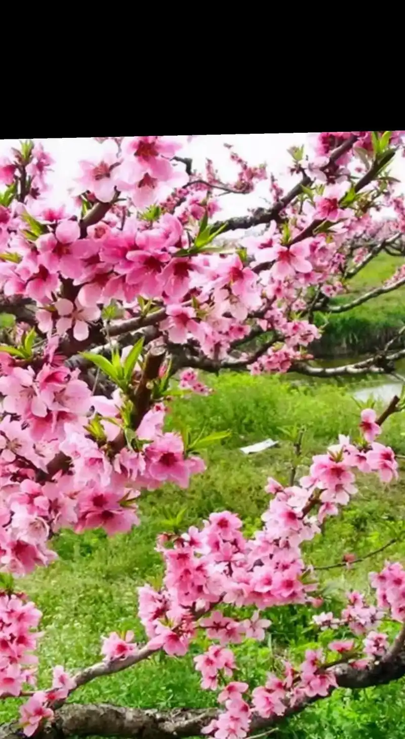 三月桃花朵朵开,桃花园里相约来,愿你交上桃花运,哥哥妹妹把你 - 抖音