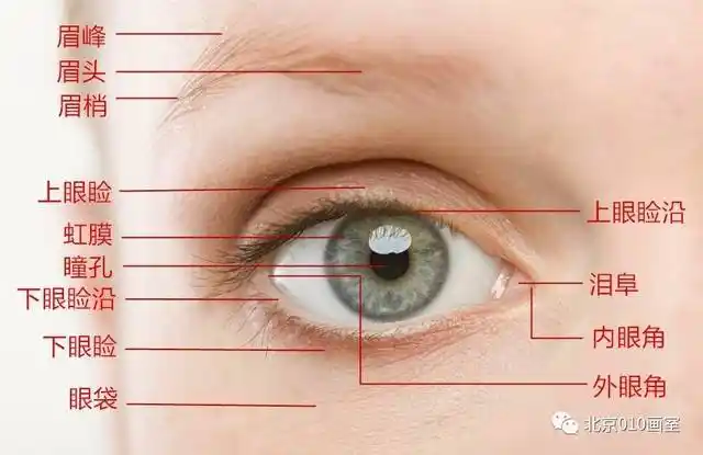 认识眼睛1