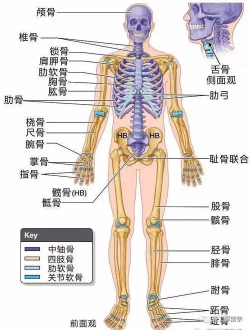 解剖学基础四肢骨及其连结