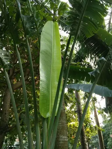 大芭蕉叶