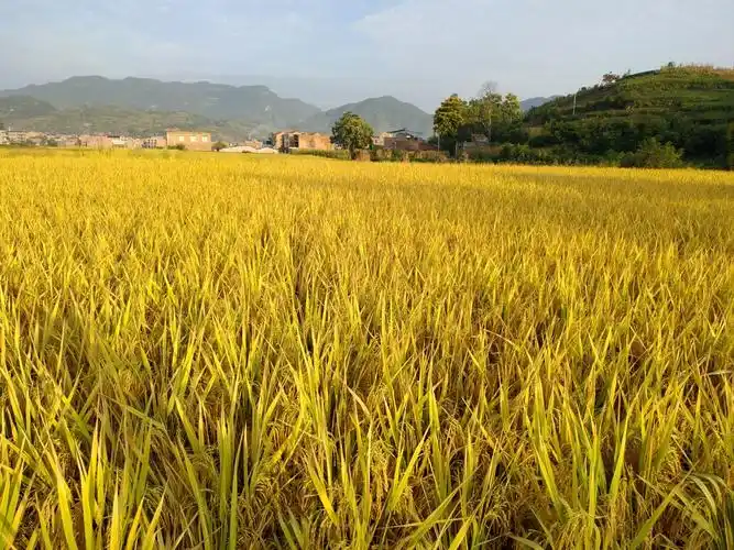 庙宇镇的稻子熟了