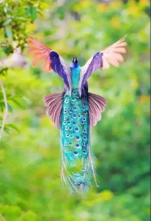 美丽的孔雀惊艳