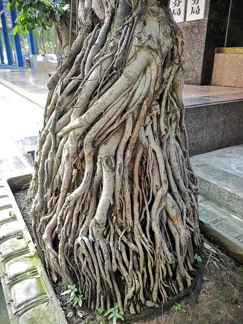 这树虽然长势不太好,叶子稀少,造型不理想;但这树的根造型特别,又细又