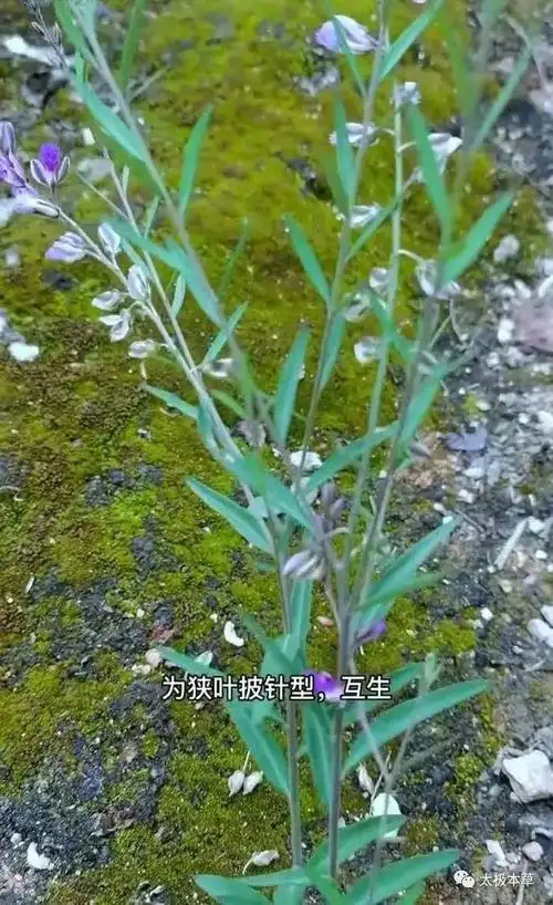 远志的作用与功效(中药远志的作用与功效)