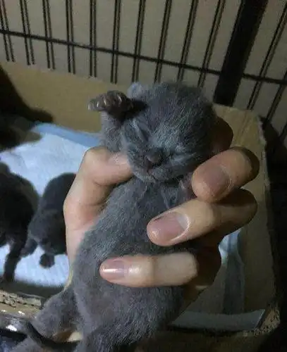 出生五天的小母蓝猫找新家