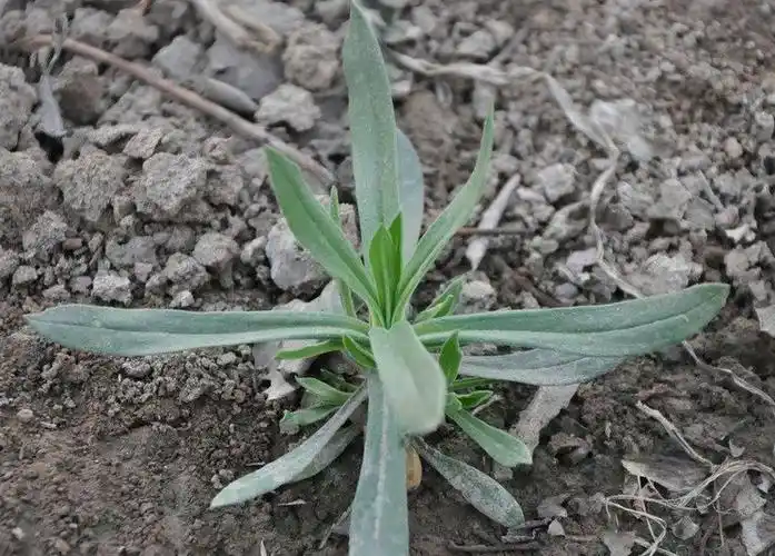 面条菜的功效与作用 吃面条菜的好处