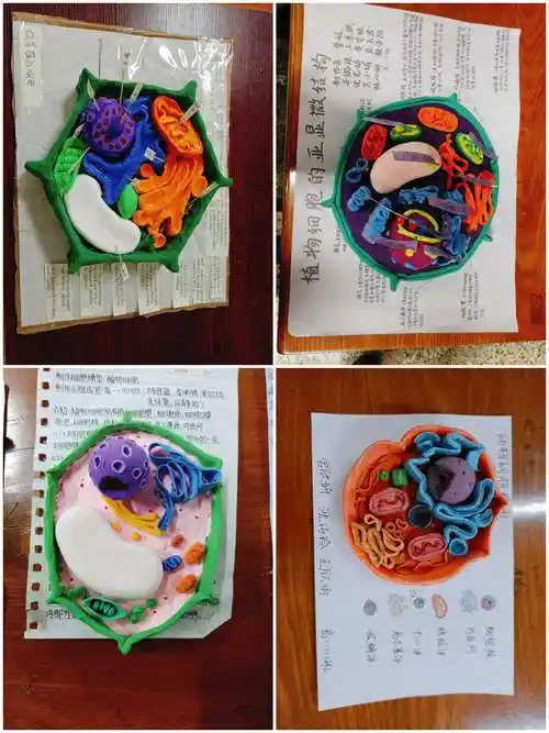 提高学生动手能力"——南靖一中高一生物模型制作大赛