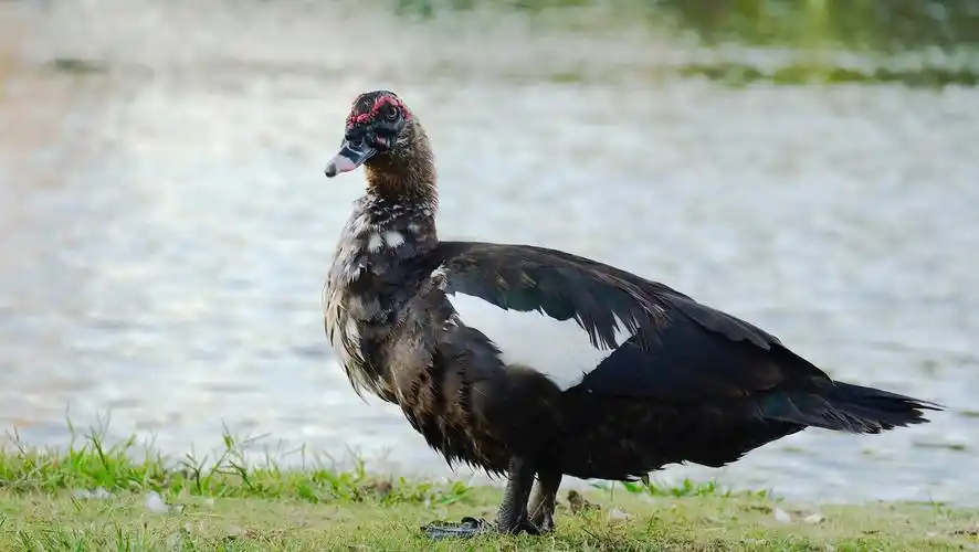 不怕人的美洲雁