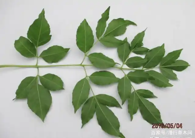 农村常见的"苦楝树",怎么栽培?