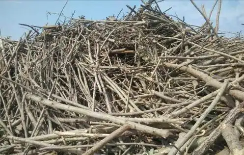 南通市水杉回收