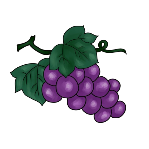 新鲜水果葡萄插画图片