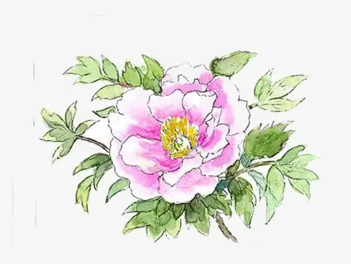 芙蓉花图片象征着富贵吉祥的芙蓉花图片手绘图片