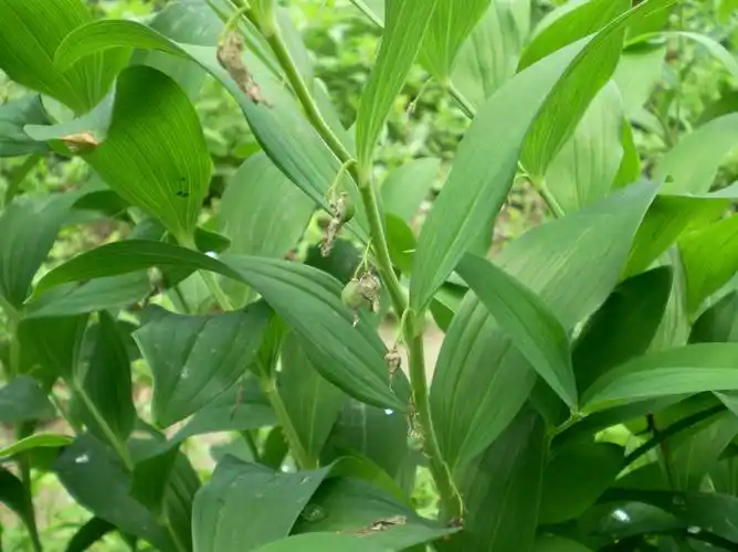 玉竹图片 玉竹草本野菜植物图片