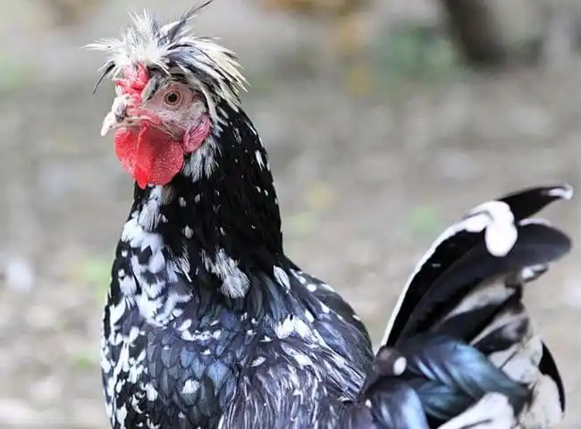 禽中极品贵妃鸡用原生态征服你的胃