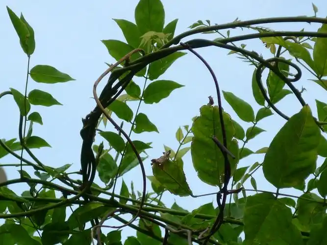 紫藤叶2-靠我也行网