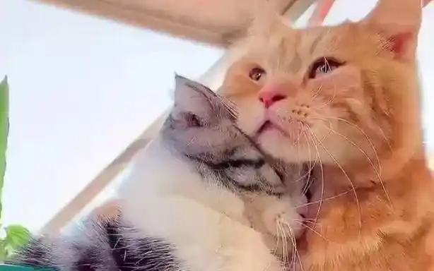 两个猫之间拥抱的平均持续时间是 3 秒.