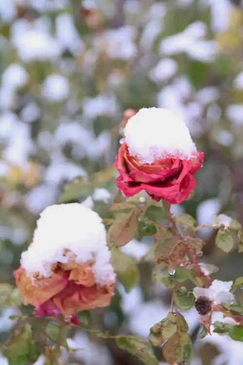 中山公园的雪中月季花
